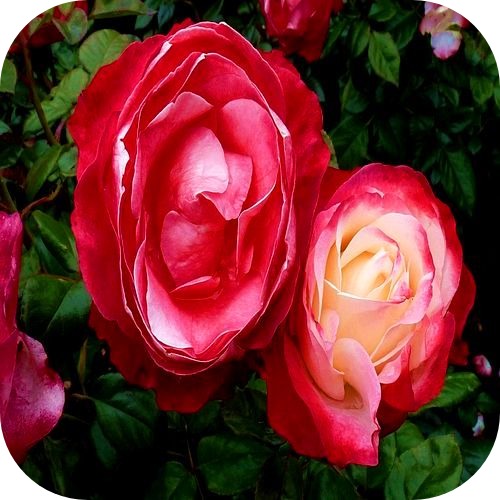 Роза Чайно-Гибридная Ностальжи
