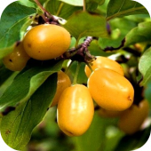 Кизил "Янтарный" 